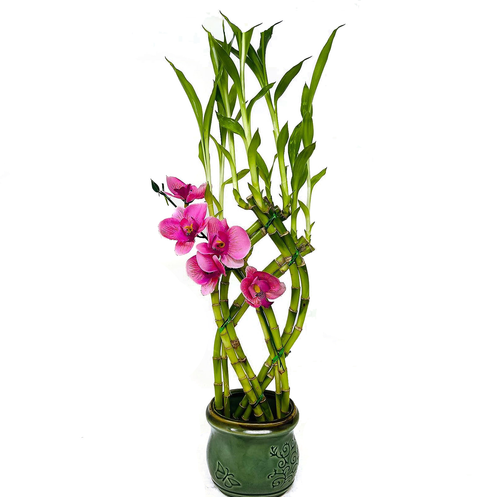 8 Braided Lucky Bamboo Fortune Plant - Prime Bonsai